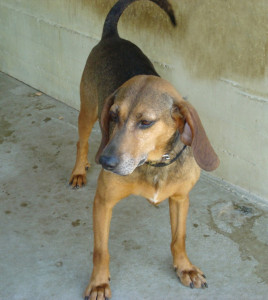 Cino