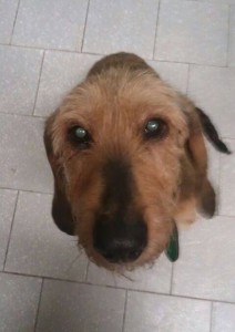 Velina