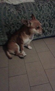 pinscher-1