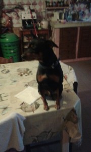 pinscher-2