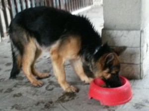 IMG-20170511-WA0004