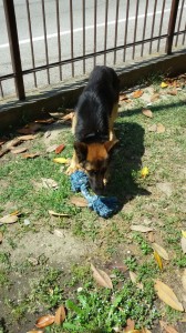 IMG-20170511-WA0006