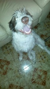 IMG-20170515-WA0018