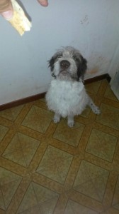 IMG-20170515-WA0019