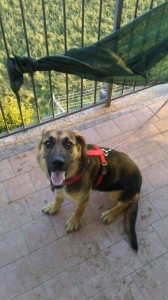 IMG-20170716-WA0025