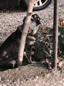 IMG-20171119-WA0000